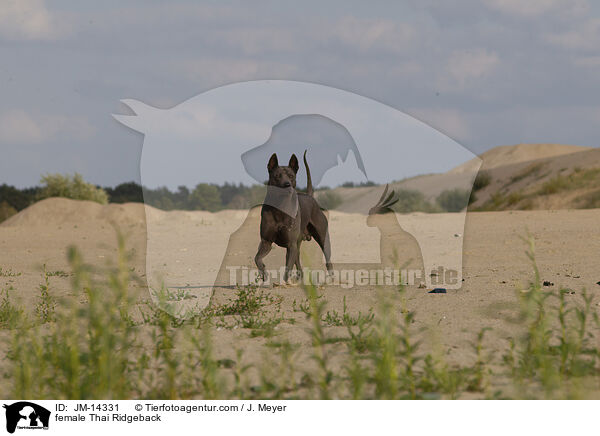 Thai Ridgeback Hndin / female Thai Ridgeback / JM-14331