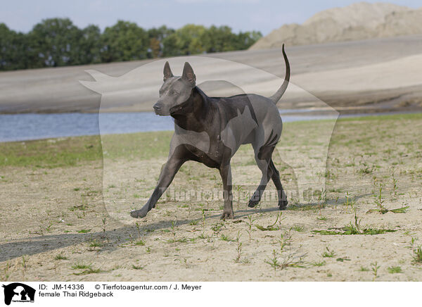 Thai Ridgeback Hndin / female Thai Ridgeback / JM-14336