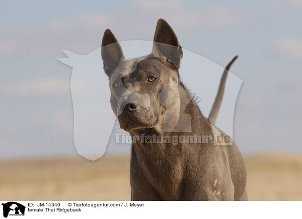 Thai Ridgeback Hndin / female Thai Ridgeback / JM-14340