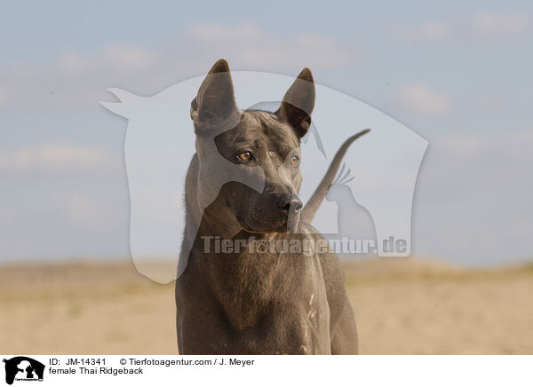 Thai Ridgeback Hndin / female Thai Ridgeback / JM-14341