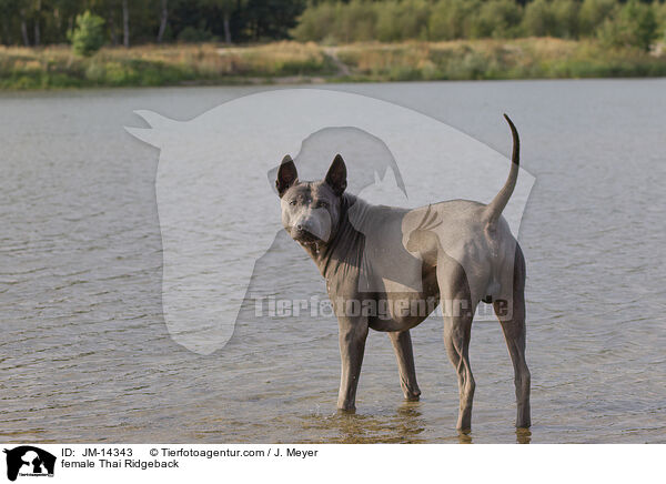 Thai Ridgeback Hndin / female Thai Ridgeback / JM-14343