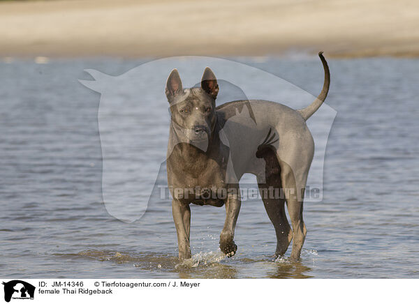 Thai Ridgeback Hndin / female Thai Ridgeback / JM-14346