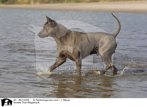 Thai Ridgeback Hndin / female Thai Ridgeback / JM-14355