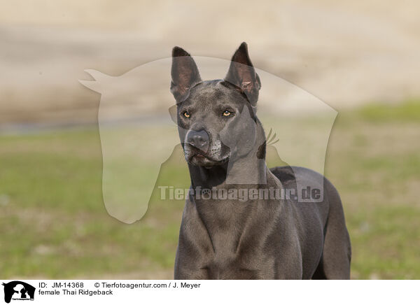 Thai Ridgeback Hndin / female Thai Ridgeback / JM-14368