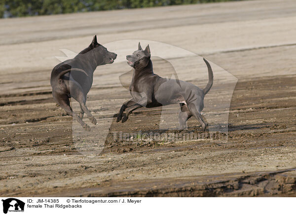 Thai Ridgeback Hndinnen / female Thai Ridgebacks / JM-14385