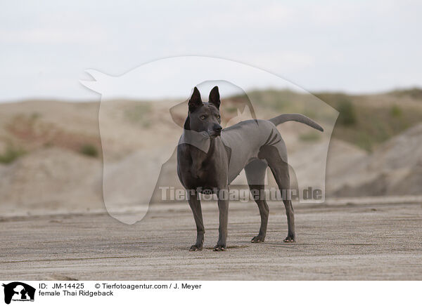 Thai Ridgeback Hndin / female Thai Ridgeback / JM-14425