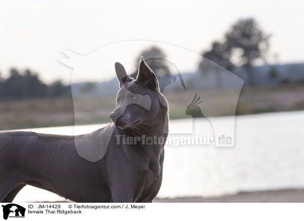 Thai Ridgeback Hndin / female Thai Ridgeback / JM-14429