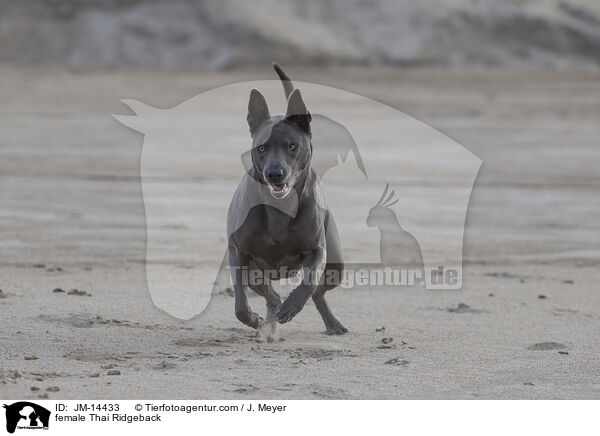 Thai Ridgeback Hndin / female Thai Ridgeback / JM-14433