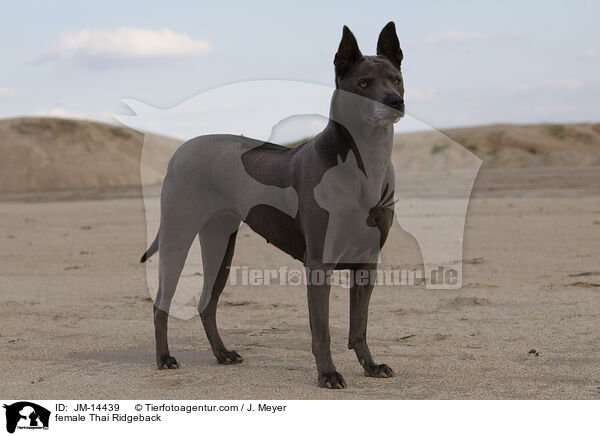 Thai Ridgeback Hndin / female Thai Ridgeback / JM-14439