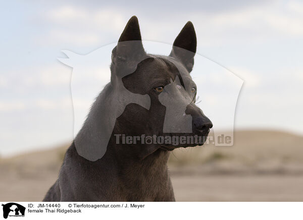 Thai Ridgeback Hndin / female Thai Ridgeback / JM-14440