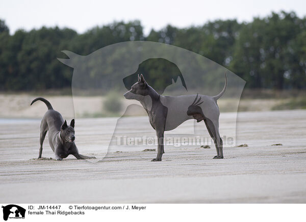 Thai Ridgeback Hndinnen / female Thai Ridgebacks / JM-14447