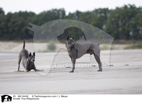 Thai Ridgeback Hndinnen / female Thai Ridgebacks / JM-14448