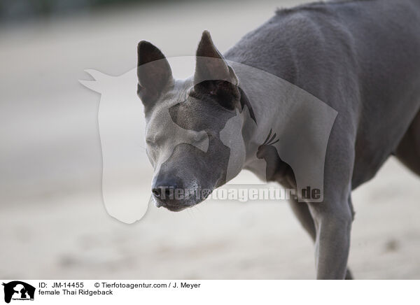 Thai Ridgeback Hndin / female Thai Ridgeback / JM-14455