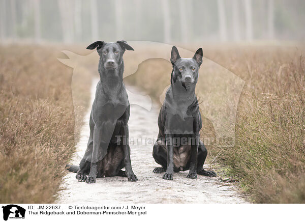 Thai Ridgeback und Dobermann-Mischling / Thai Ridgeback and Doberman-Pinnscher-Mongrel / JM-22637