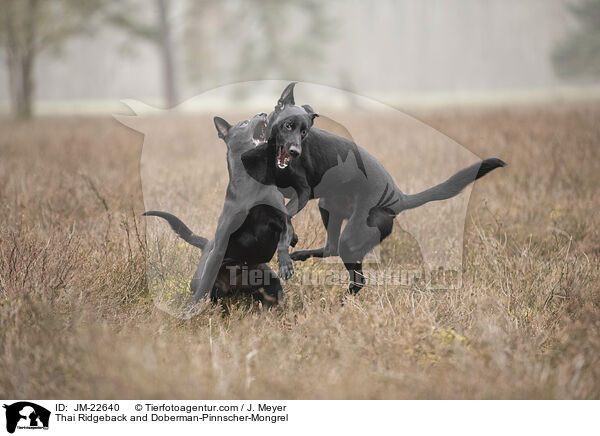 Thai Ridgeback und Dobermann-Mischling / Thai Ridgeback and Doberman-Pinnscher-Mongrel / JM-22640