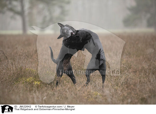 Thai Ridgeback and Doberman-Pinnscher-Mongrel / JM-22642