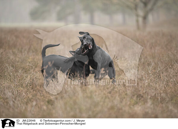 Thai Ridgeback und Dobermann-Mischling / Thai Ridgeback and Doberman-Pinnscher-Mongrel / JM-22646