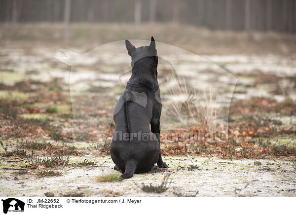 Thai Ridgeback / Thai Ridgeback / JM-22652