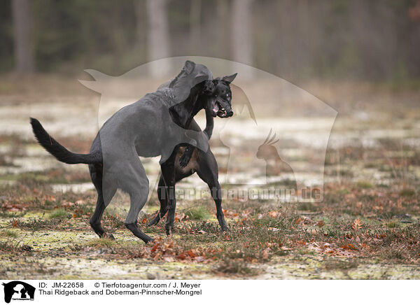 Thai Ridgeback und Dobermann-Mischling / Thai Ridgeback and Doberman-Pinnscher-Mongrel / JM-22658