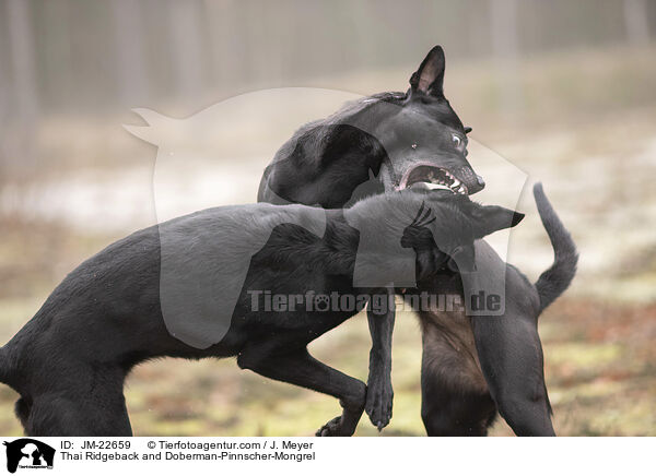 Thai Ridgeback und Dobermann-Mischling / Thai Ridgeback and Doberman-Pinnscher-Mongrel / JM-22659