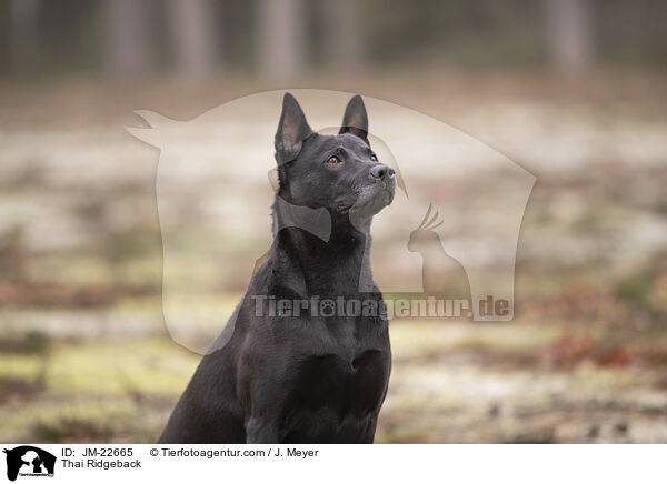 Thai Ridgeback / Thai Ridgeback / JM-22665