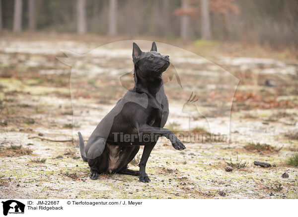 Thai Ridgeback / Thai Ridgeback / JM-22667