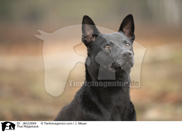 Thai Ridgeback / Thai Ridgeback / JM-22669