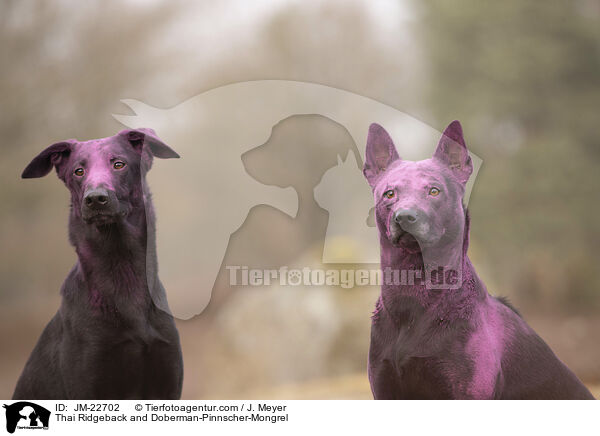 Thai Ridgeback und Dobermann-Mischling / Thai Ridgeback and Doberman-Pinnscher-Mongrel / JM-22702