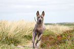 running Thai Ridgeback