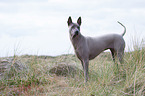 Thai Ridgeback