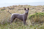 Thai Ridgeback