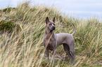 Thai Ridgeback