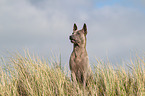 sitting Thai Ridgeback