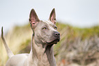 Thai Ridgeback Portrait