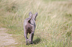 walking Thai Ridgeback