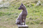 sitting Thai Ridgeback