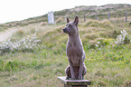 sitting Thai Ridgeback