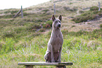 sitting Thai Ridgeback