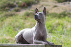 lying Thai Ridgeback