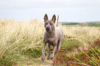 running Thai Ridgeback