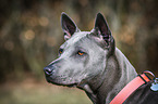 Thai Ridgeback Portrait