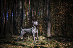 standing Thai Ridgeback