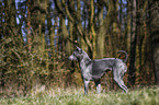 standing Thai Ridgeback