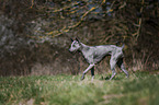 walking Thai Ridgeback