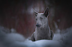 lying Thai Ridgeback