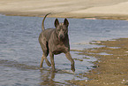 female Thai Ridgeback