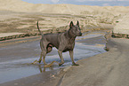 female Thai Ridgeback