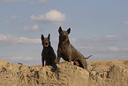 female Thai Ridgebacks