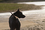 female Thai Ridgeback