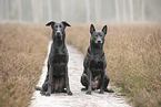 Thai Ridgeback and Doberman-Pinnscher-Mongrel